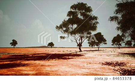 dry african savannah with trees 84653378