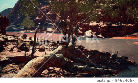trees near Colorado River in Grand Canyon trees near Colorado River in Grand Canyon 84654067