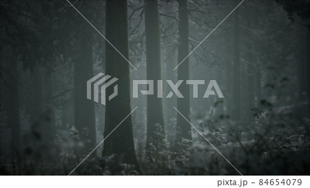 winter snow-covered forest on a cloudy day winter snow-covered forest on a cloudy day 84654079