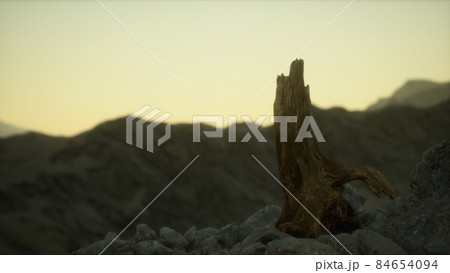 Dead pine tree at granite rock at sunset 84654094