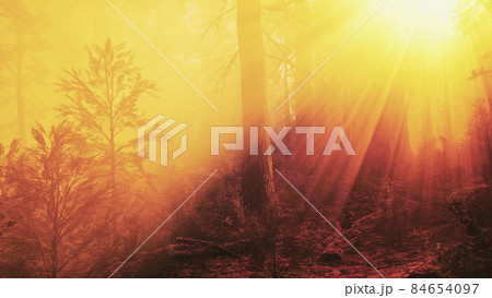 marvelous scenery of the coniferous forest at the end of autumn 84654097