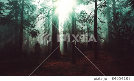 marvelous scenery of the coniferous forest at the end of autumn 84654102