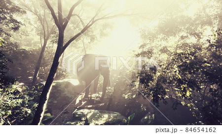 elephant in tropical forest with fog elephant in tropical forest with fog 84654162