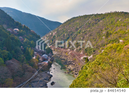 嵐山公園展望台から斜面に桜が点々と咲く保津峡を望む 84654540