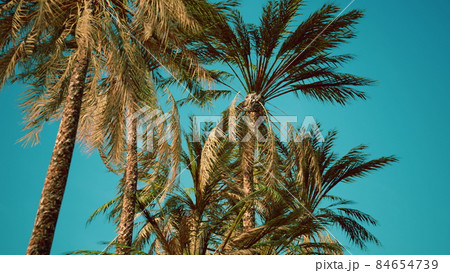 view of the palm trees passing by under blue skies view of the palm trees passing by under blue skies 84654739
