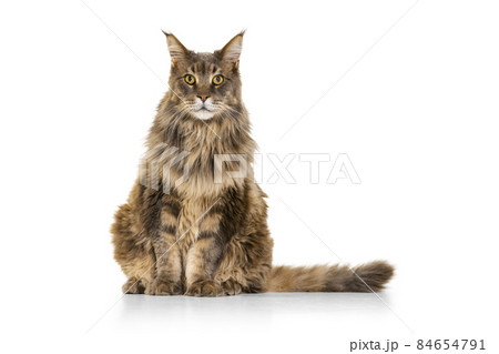 Portrait of adorable purebred big Maine Coon cat sitting on floor isolated on white studio background. Animal life concept Portrait of adorable purebred big Maine Coon cat sitting on floor isolated on white studio background. Animal life concept 84654791