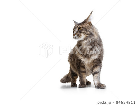 Studio shot of purebred big Maine Coon cat walking away isolated on white studio background. Animal life concept 84654811