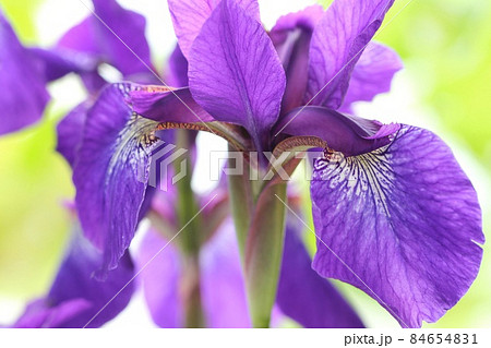 アヤメ 紫色がきれい 日本的な花 クローズアップ アヤメ 紫色がきれい 日本的な花 クローズアップ 84654831