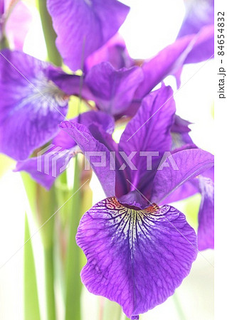 アヤメ 紫色がきれい 日本的な花 クローズアップ アヤメ 紫色がきれい 日本的な花 クローズアップ 84654832