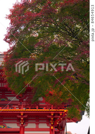 滋賀県近江神宮の紅葉 滋賀県近江神宮の紅葉 84654913