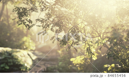 sunshine in a tropical forest 84655456