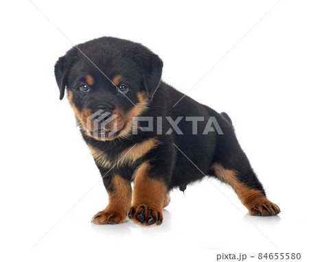 puppy rottweiler in studio puppy rottweiler in studio 84655580