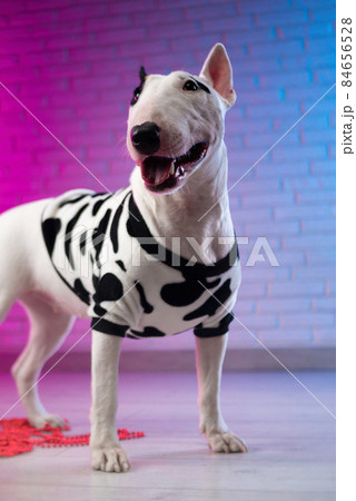 a white bull terrier in spotted dog clothes against a brick wall in neon pink and blue tones a white bull terrier in spotted dog clothes against a brick wall in neon pink and blue tones 84656528