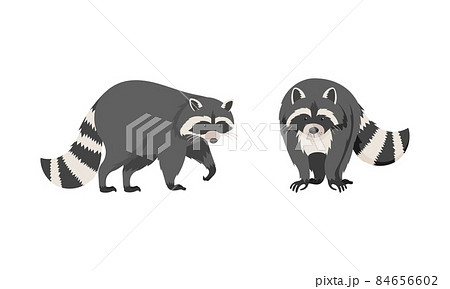 Cute funny raccoons front and side view set. Wild furry forest animal cartoon vector illustration 84656602