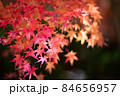 紅葉の季節 - 龍野公園、たつの 紅葉の季節 - 龍野公園、たつの 84656957