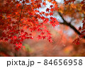 紅葉の季節 - 龍野公園、たつの 紅葉の季節 - 龍野公園、たつの 84656958