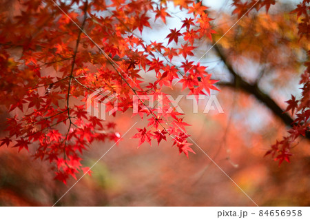 紅葉の季節 - 龍野公園、たつの 紅葉の季節 - 龍野公園、たつの 84656958