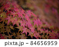 紅葉の季節 - 龍野公園、たつの 紅葉の季節 - 龍野公園、たつの 84656959