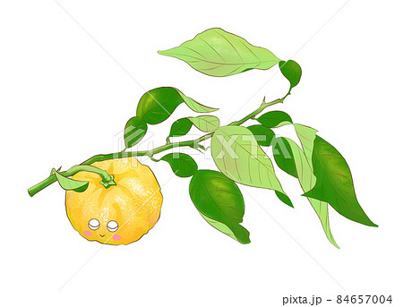 ピンクほっぺの可愛い葉付き柚子のイラストのイラスト素材