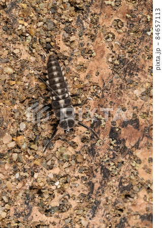 生き物　昆虫　ムーアシロホシテントウ、終齢幼虫かと。十一月、遊歩道の柵で蛹になる場所を探している？ 84657113