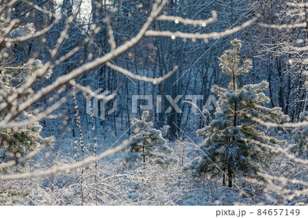 Winter forest 84657149
