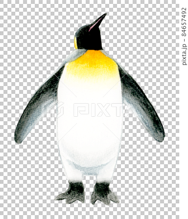 空を見上げるキングペンギンのイラスト　手描き水彩イラスト素材 84657492