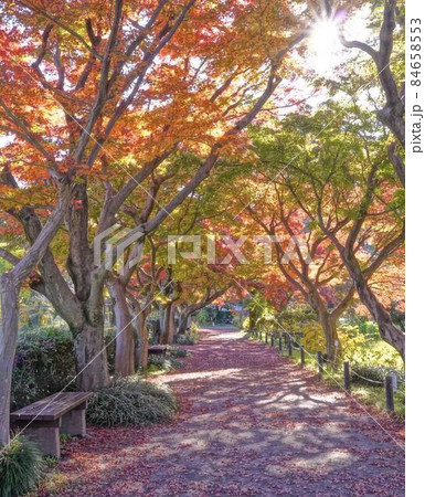 晩秋もみじトンネル紅葉景色 *縦長長方形構図 晩秋もみじトンネル紅葉景色 *縦長長方形構図 84658553