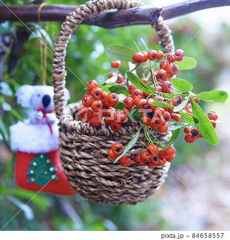 カザンテマリの麦わら吊カゴとクリスマス季節物 *正方形構図 カザンテマリの麦わら吊カゴとクリスマス季節物 *正方形構図 84658557