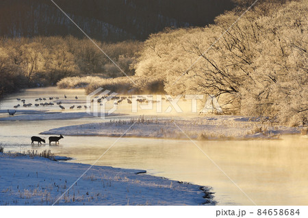 朝日に染まる樹氷に包まれたタンチョウのねぐらに現れたエゾシカの群れ(北海道・鶴居) 朝日に染まる樹氷に包まれたタンチョウのねぐらに現れたエゾシカの群れ(北海道・鶴居) 84658684