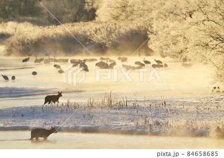 朝日に染まる樹氷に包まれたタンチョウのねぐらに現れたエゾシカの群れ（北海道・鶴居） 84658685