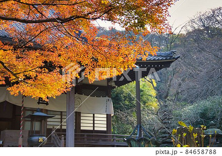 秋の鎌倉 紅葉の散歩 秋の鎌倉 紅葉の散歩 84658788