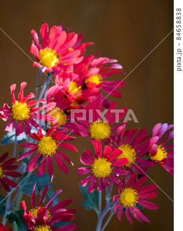 紅色の肥後菊 紅色の肥後菊 84658838
