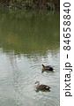 秋の池を泳ぐ2匹のカモ 秋の池を泳ぐ2匹のカモ 84658840