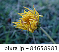 地面に這うように咲く黄色の花 地面に這うように咲く黄色の花 84658983