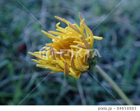 地面に這うように咲く黄色の花 地面に這うように咲く黄色の花 84658983
