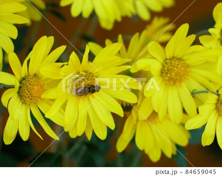 黄色い肥後菊 黄色い肥後菊 84659045
