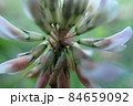 魚眼レンズでマクロのように撮影した花 魚眼レンズでマクロのように撮影した花 84659092