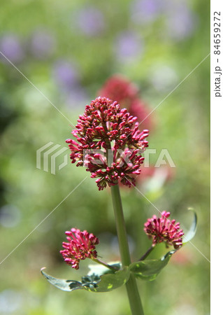 セントランサス ベニカノコソウの赤い花の写真素材