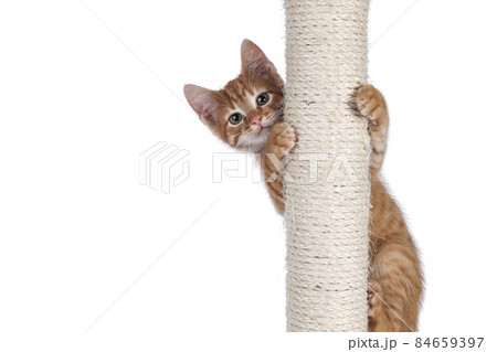 Red cat with pole on white background Red cat with pole on white background 84659397