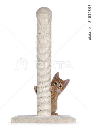 Red cat with pole on white background Red cat with pole on white background 84659398