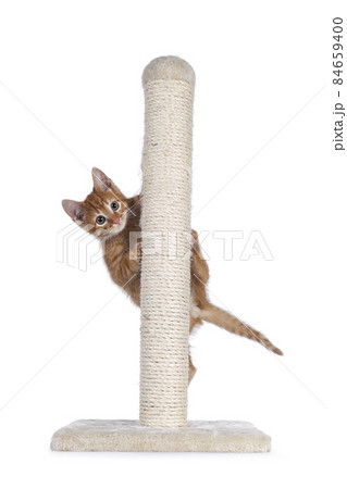 Red cat with pole on white background 84659400