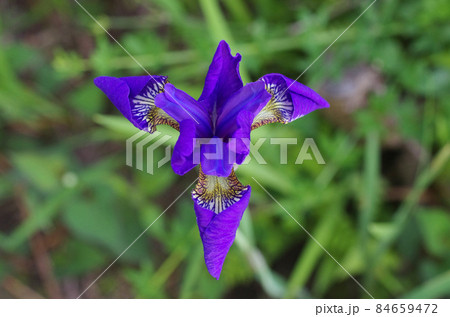 アヤメの花 アヤメの花 84659472