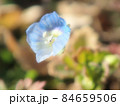 野原に咲いている小さな青い花 野原に咲いている小さな青い花 84659506
