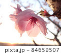 夕焼けの空に咲いている桃色の綺麗な花 夕焼けの空に咲いている桃色の綺麗な花 84659507