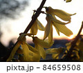 夕焼けの空に咲いている綺麗な黄色の花 夕焼けの空に咲いている綺麗な黄色の花 84659508