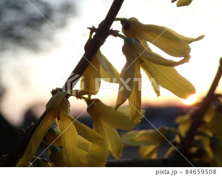 夕焼けの空に咲いている綺麗な黄色の花 夕焼けの空に咲いている綺麗な黄色の花 84659508
