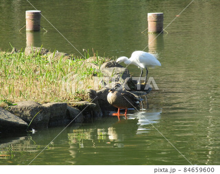 千葉公園綿打池のコサギとカルガモ 84659600