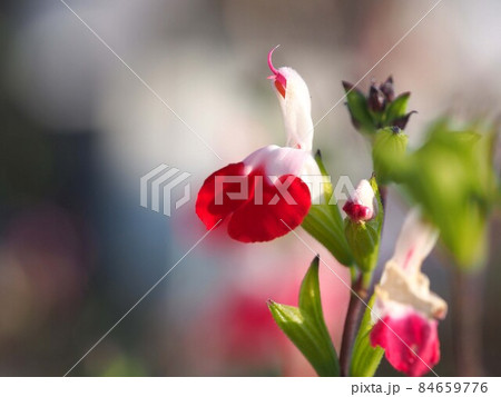 道端のチェリーセージの花とつぼみ（ホットリップスの花と蕾）の写真素材 [84659776] - PIXTA