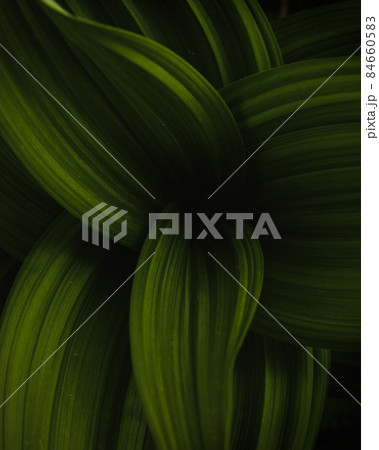 Green leaves. Mystic, dark green environmental design 84660583