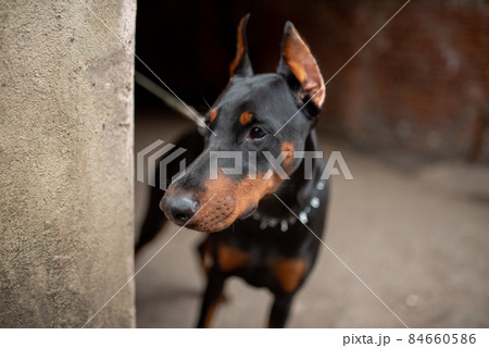 Doberman looks around the corner of the old house. 84660586